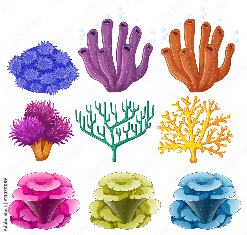 Different types of coral reef