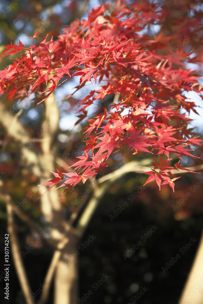 紅葉