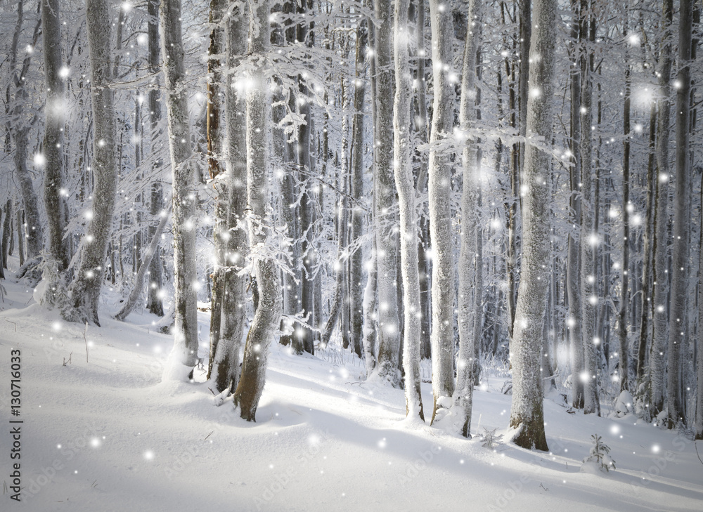 美丽的早晨阳光明媚，霜冻的冬季森林景观伴随着降雪。