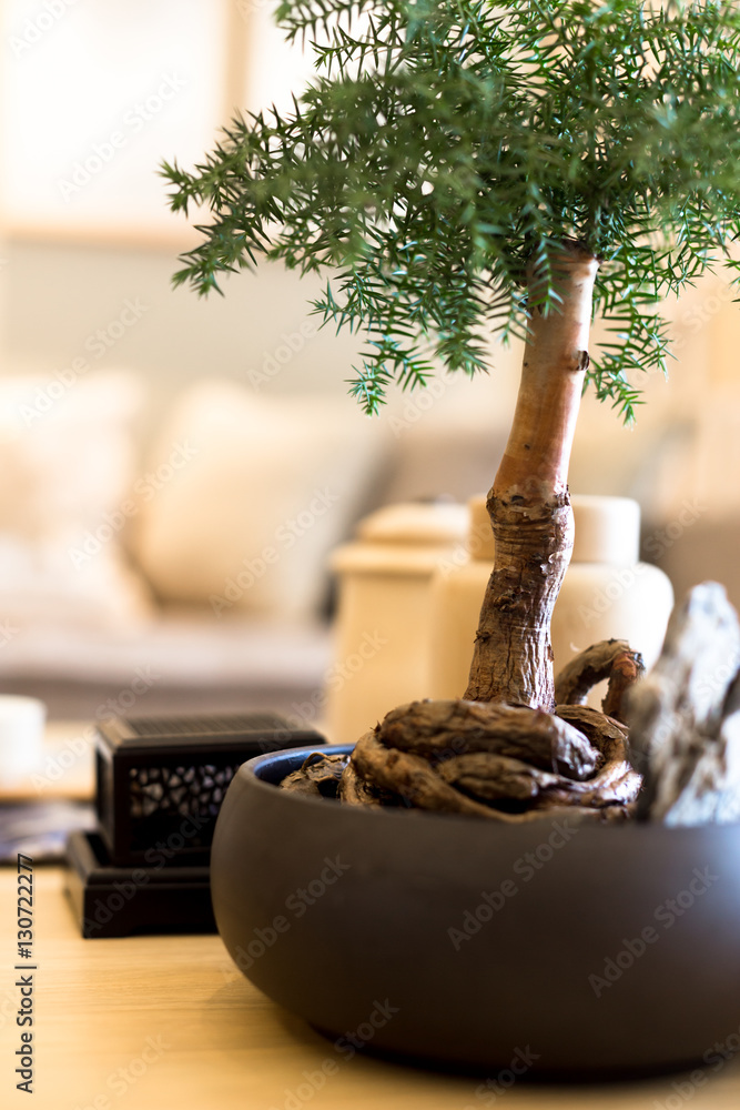 pot plant on wood table in modern living room