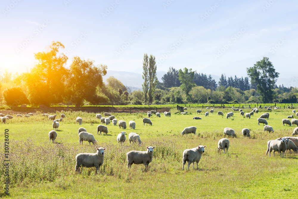 beautiful meadow with sheep in blue sky