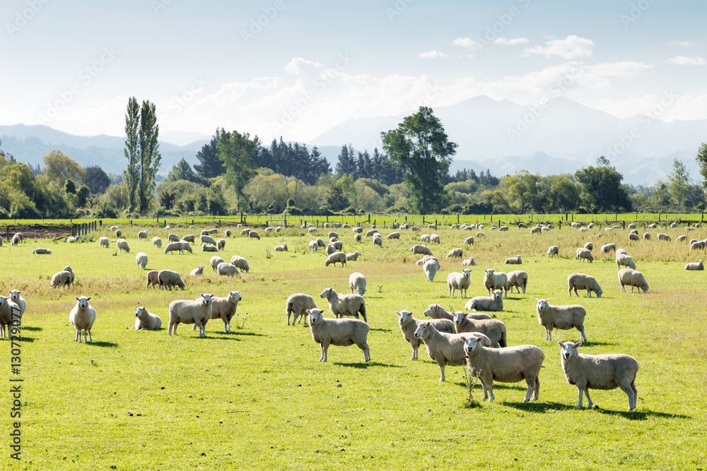 pasture with animals in summer day in new zealand