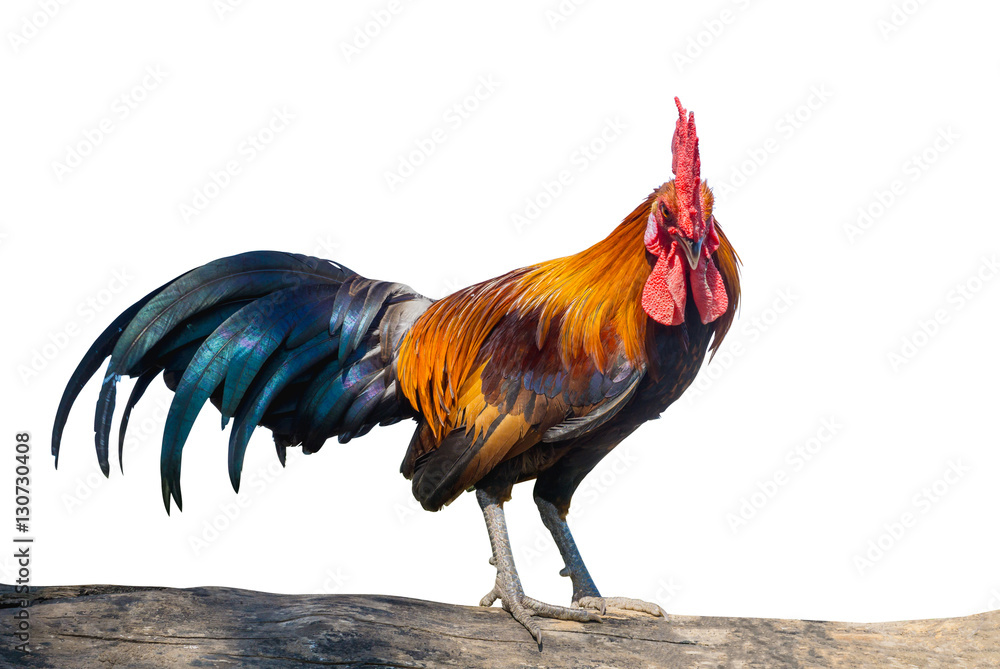 close up portrait of bantam chicken isolated on white background. Beautiful colorful cock