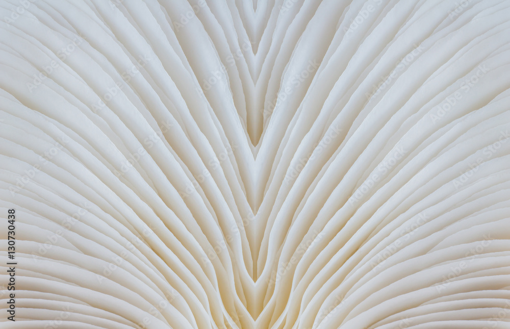 abstract background macro image of Sajor-caju Mushroom