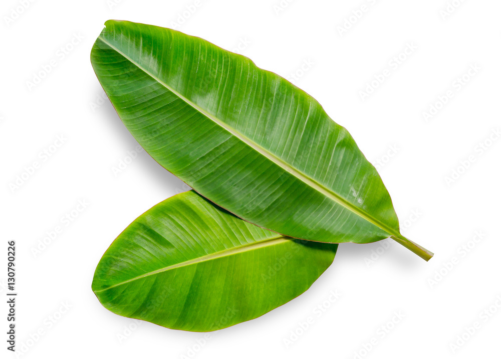 banana leaf isolated on white background, File contains a clipping path.