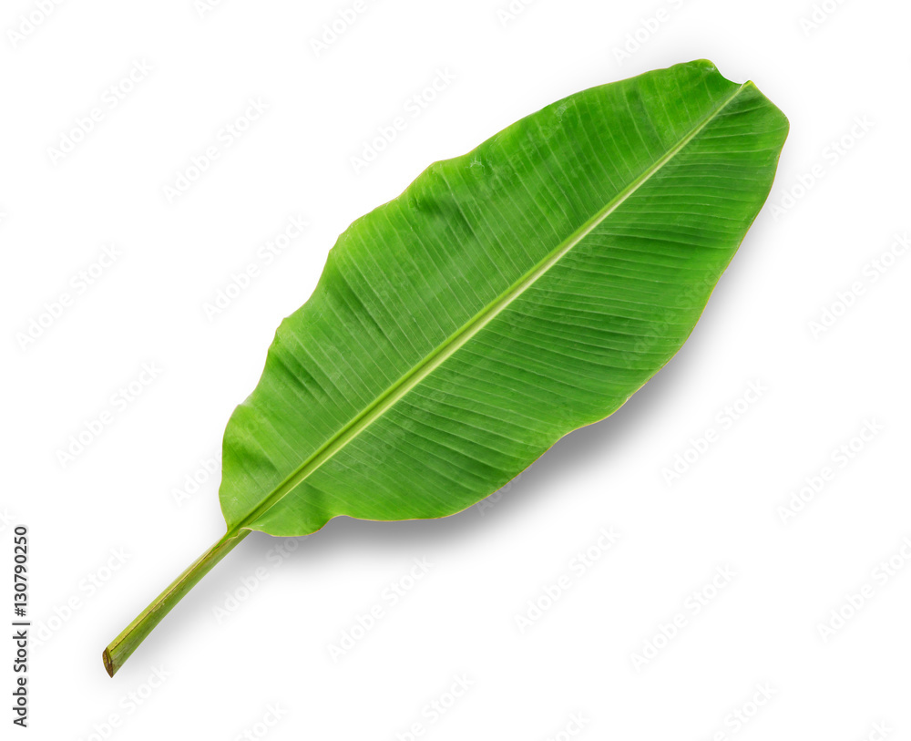 banana leaf isolated on white background, File contains a clipping path.