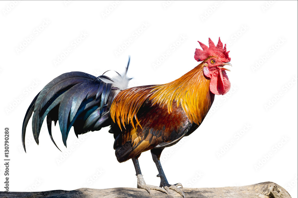 close up portrait of bantam chicken, Beautiful colorful cock