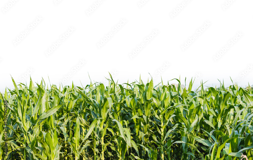 green corn field in agricultural garden