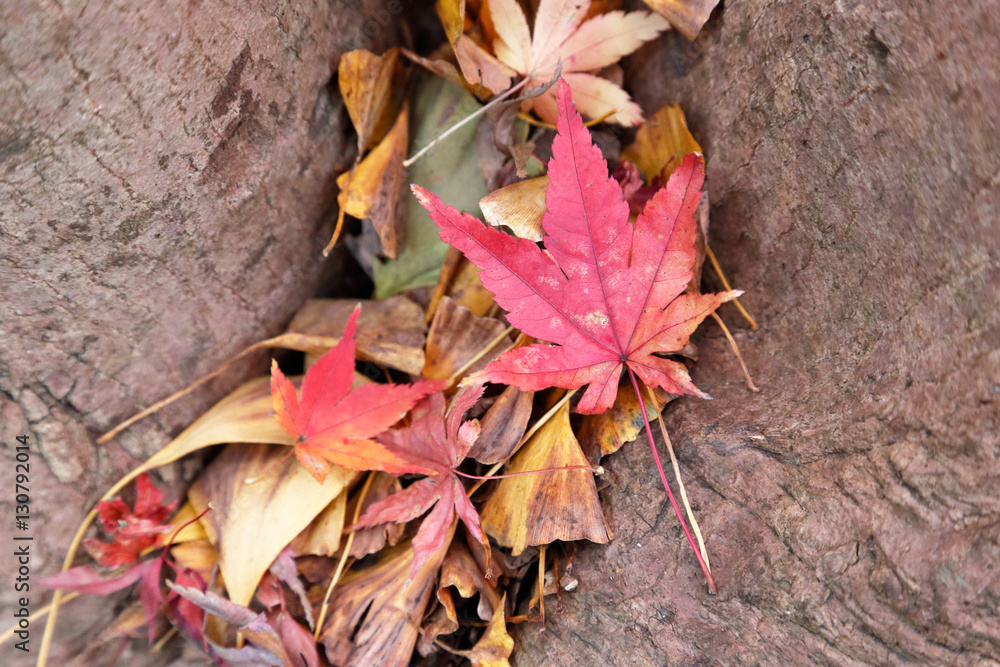 紅葉