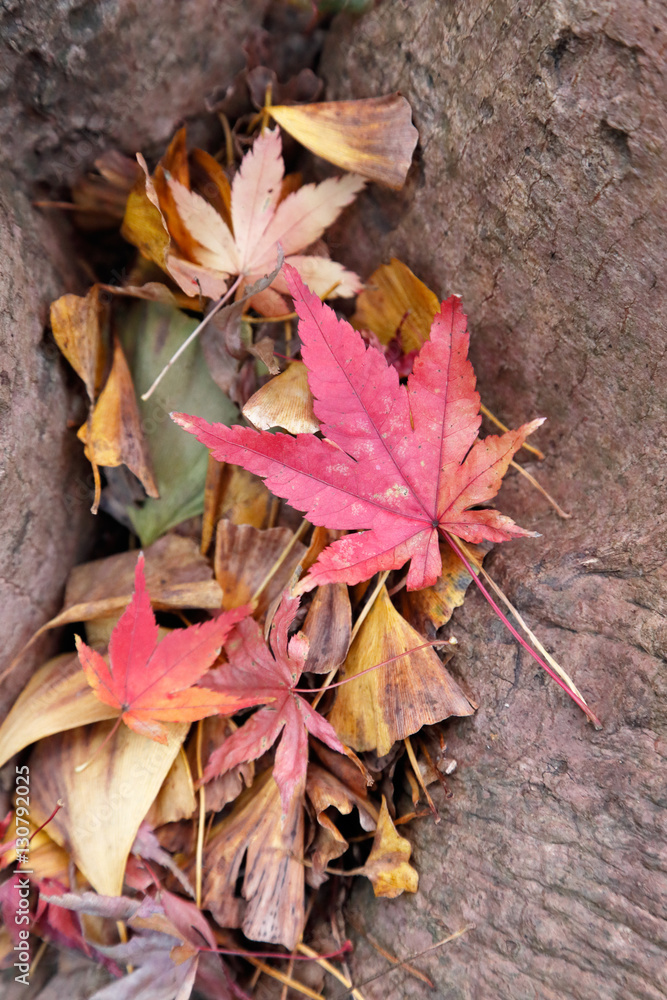 紅葉