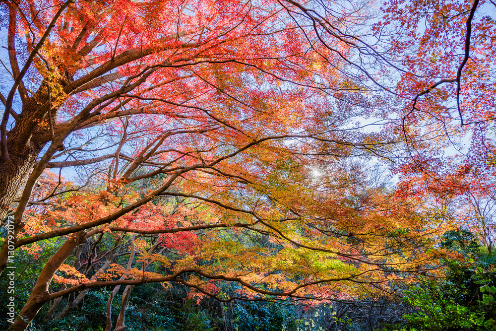 紅葉