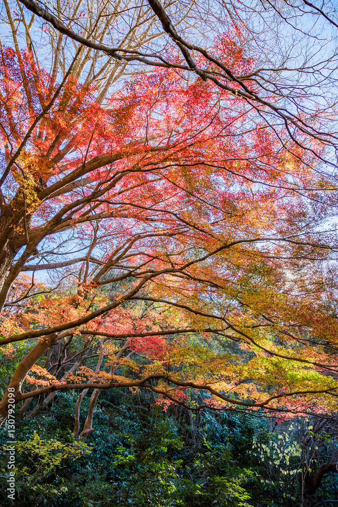 紅葉