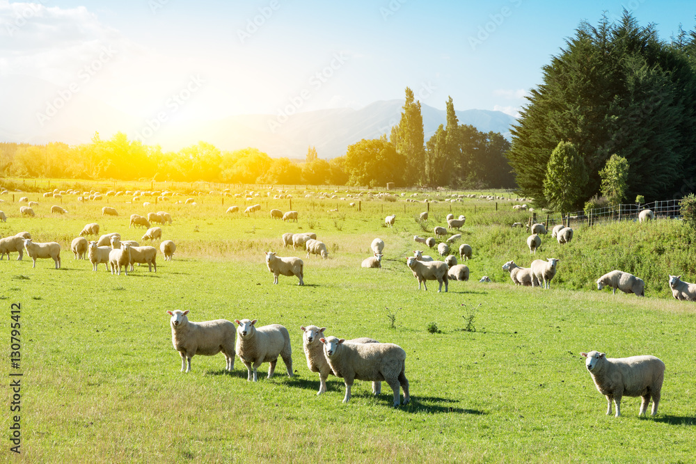 pasture with animals in summer day in new zealand