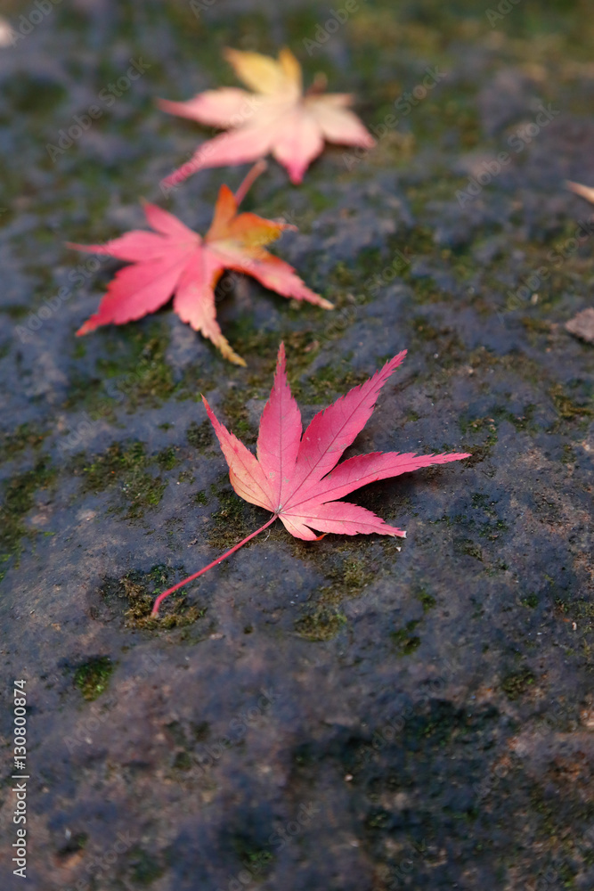 紅葉