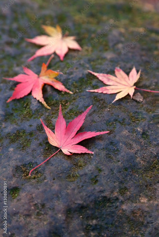 紅葉