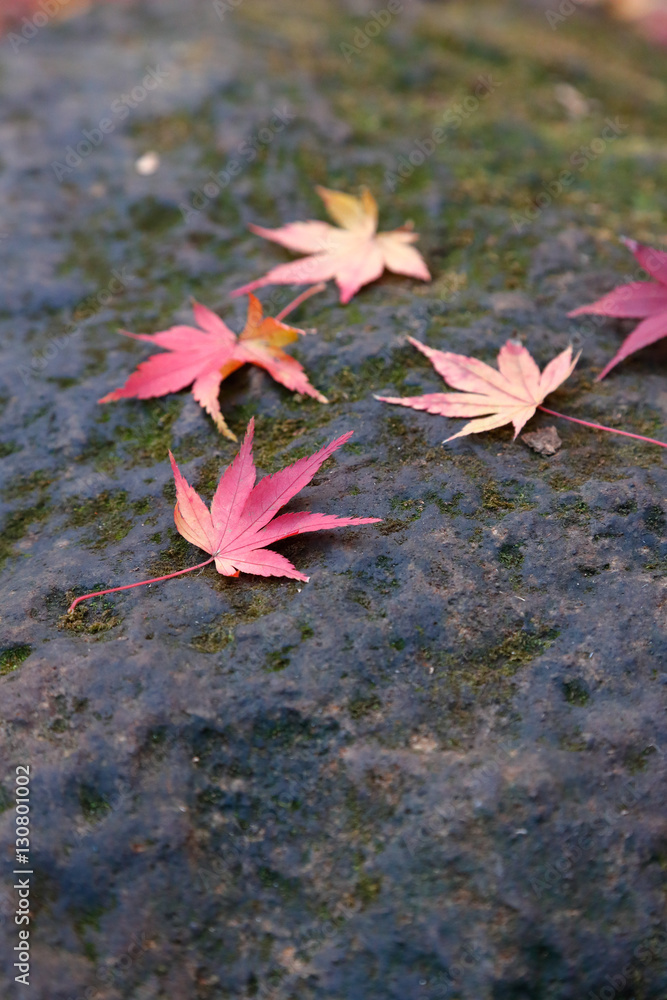 紅葉