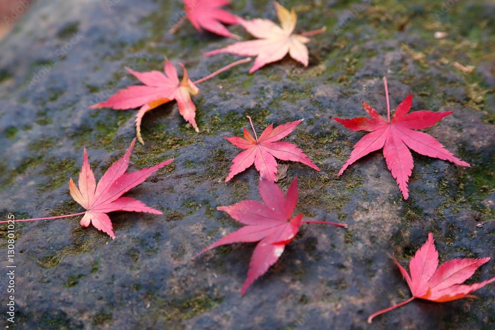 紅葉