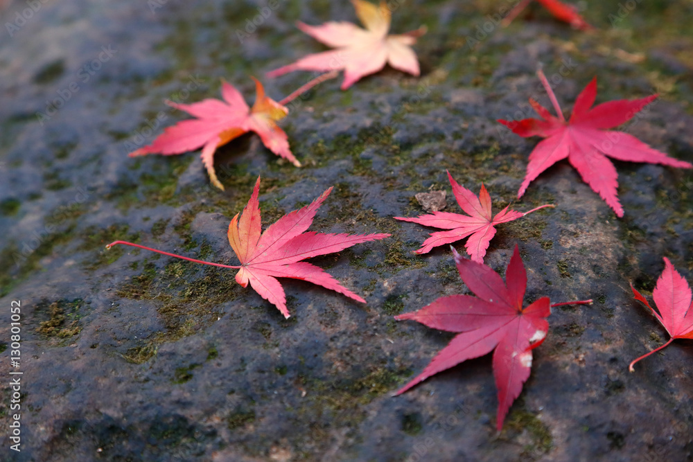 紅葉