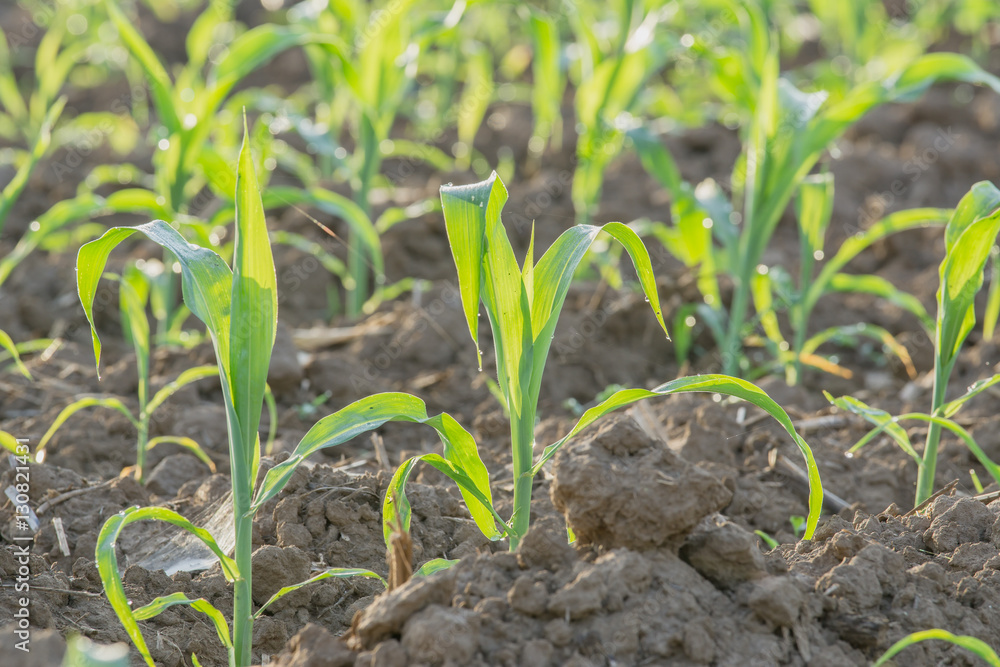 young green corn field in agricultural garden