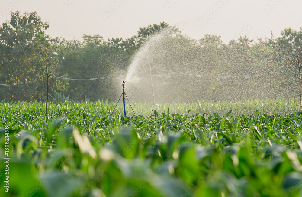 watering corn field in agricultural garden by water springer