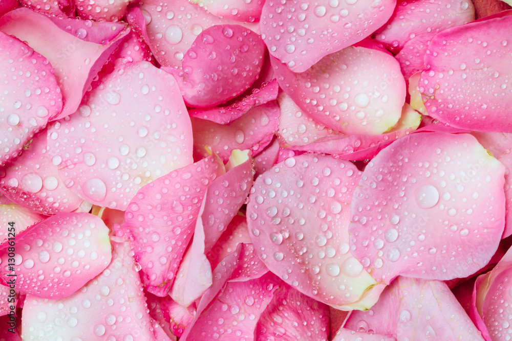 the fresh pink rose petal background with water rain drop