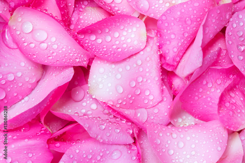 the fresh pink rose petal background with water rain drop