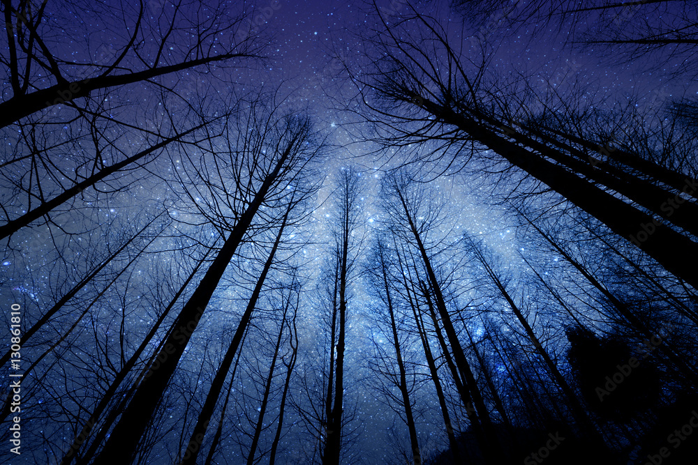 perspective of the dark outline of the dry forest with starry night background