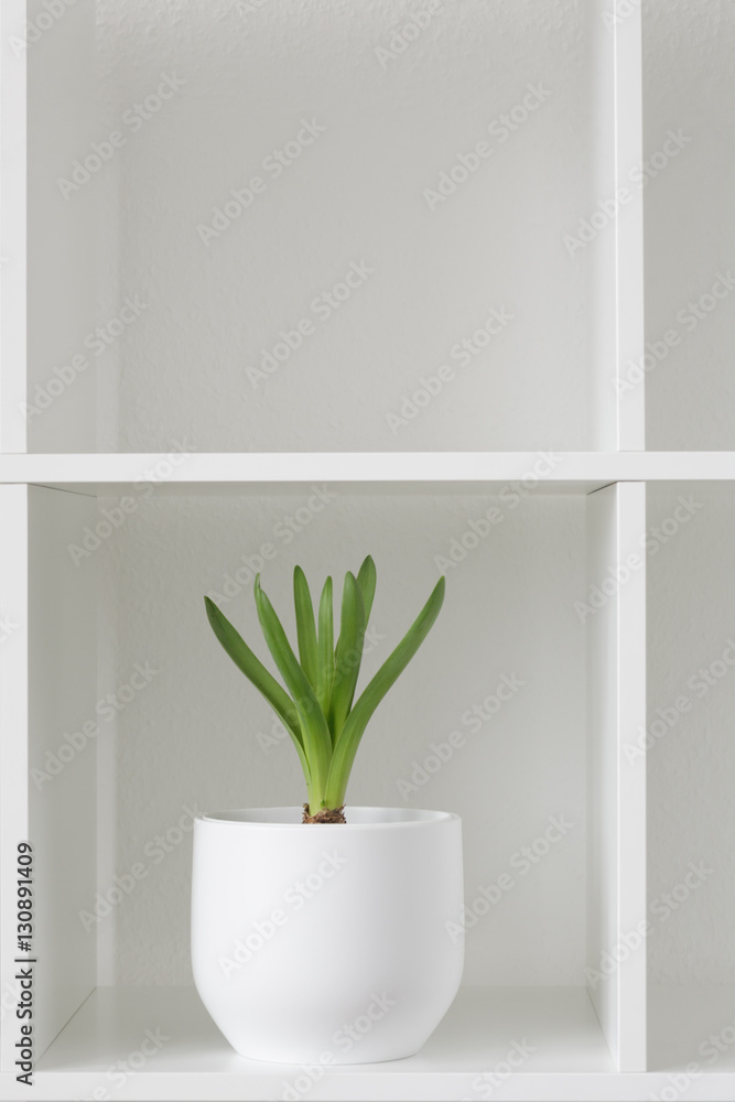 Hyacinth plant in a white pot. Flower on a rack. Interior background.