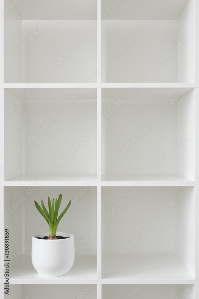 Hyacinth plant in a white pot. Flower on a rack. Interior background.