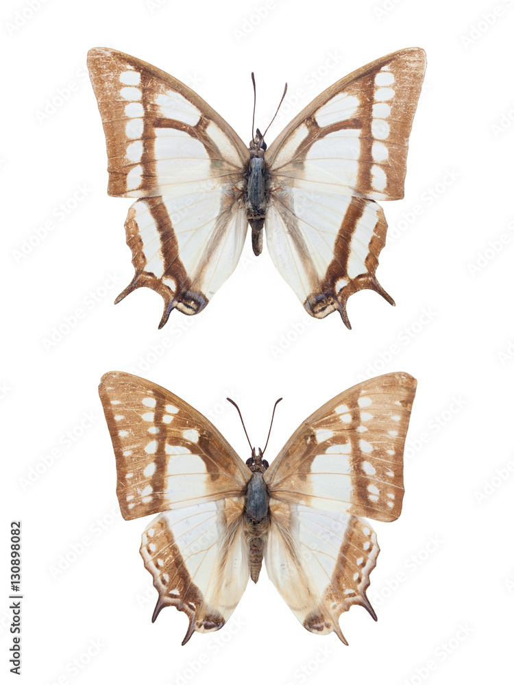 two nymphalid butterflies isolated