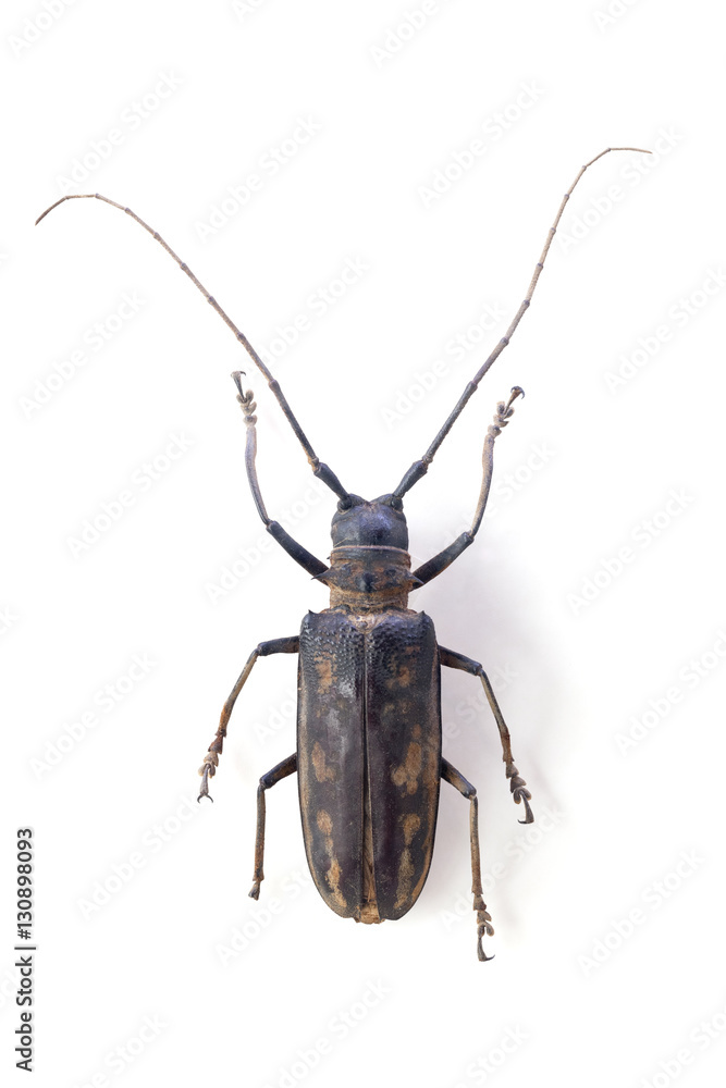 the longicorn beetle  isolated