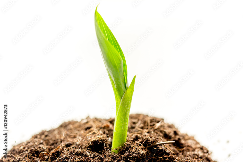 Concept birth of idea- sprout from soil on white background