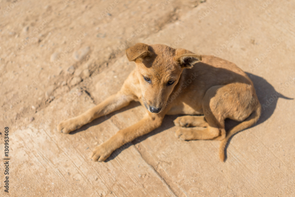  Thai native little dog sunbathe