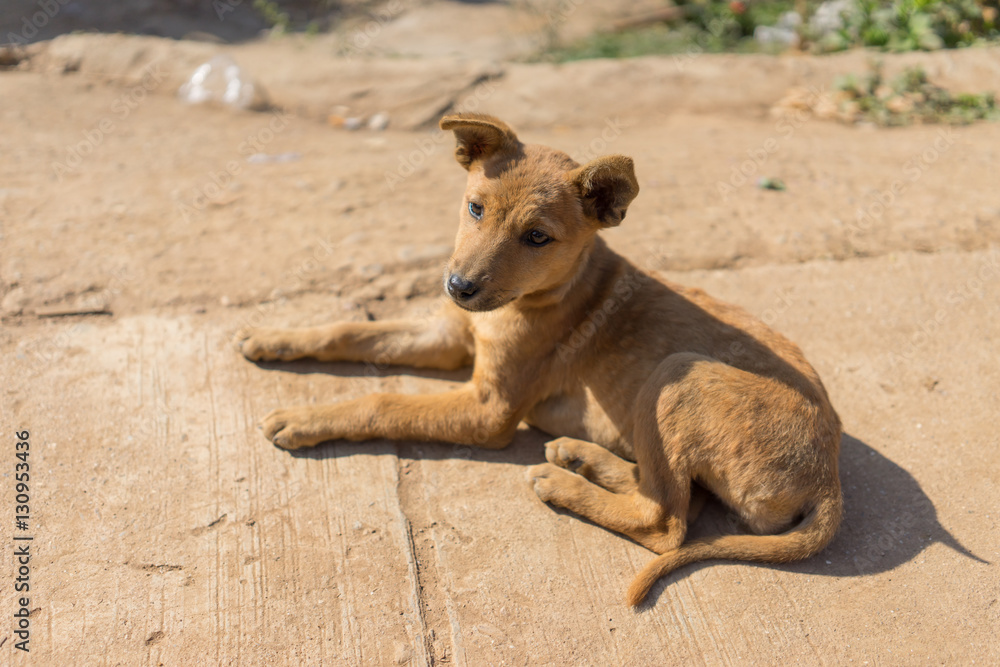  Thai native little dog sunbathe