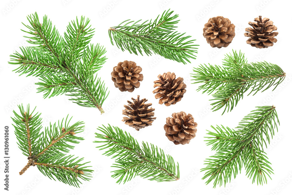 Fir tree branch and pine cones isolated on white background