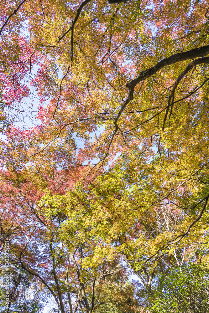 紅葉