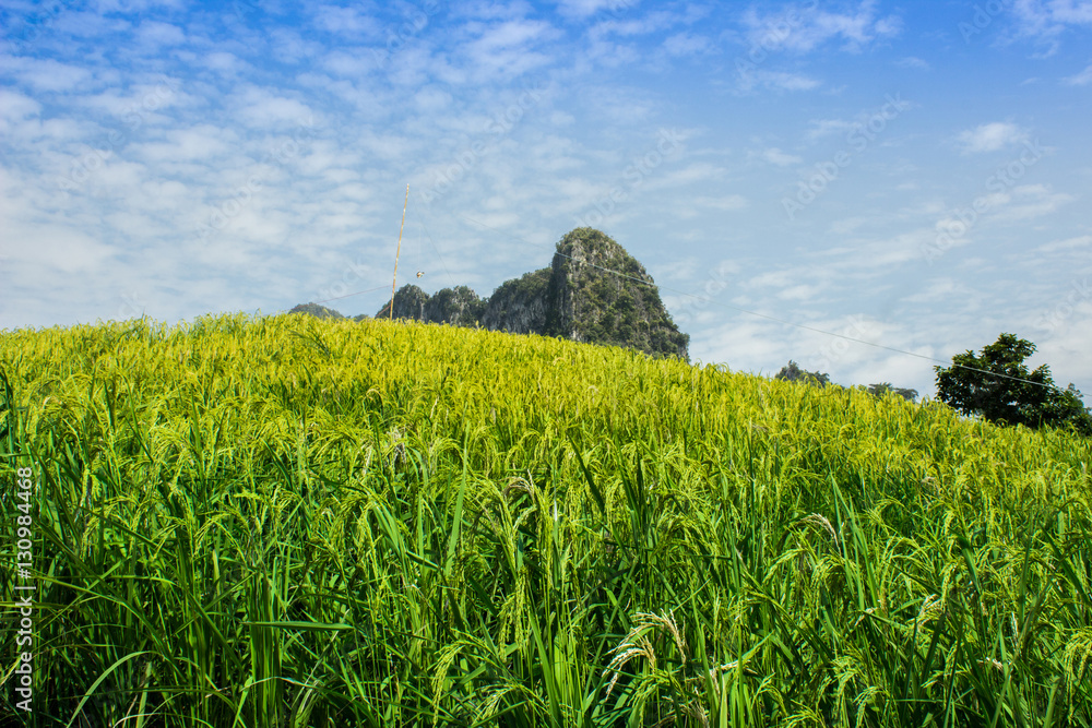 稻田