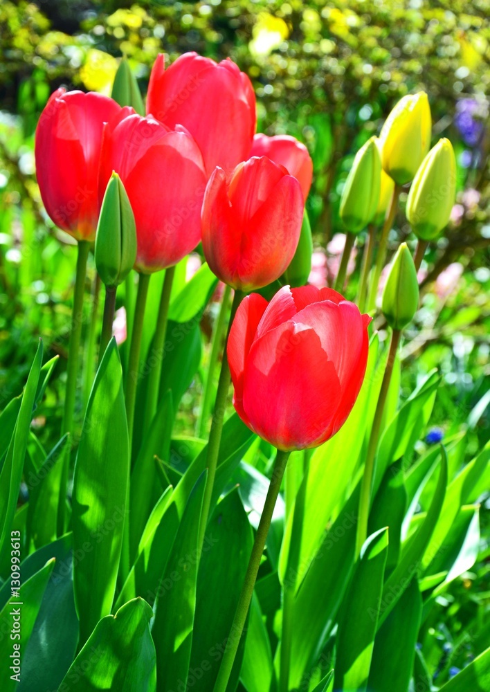 Rote Tulpen 