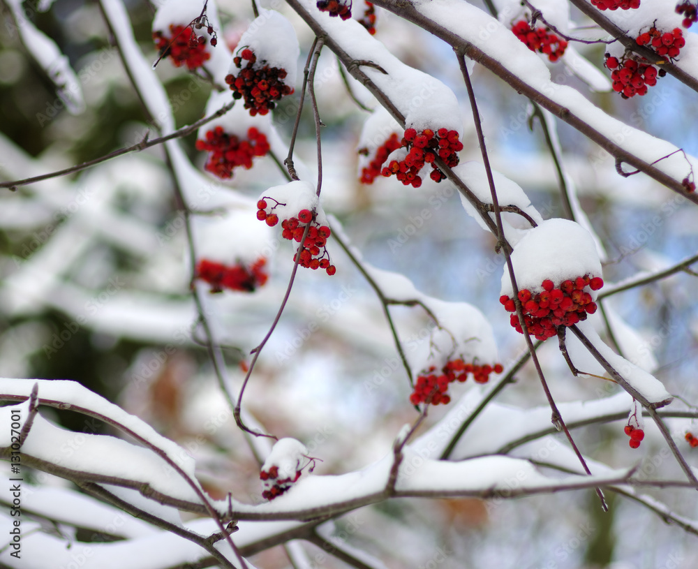  rowan covered with the snow