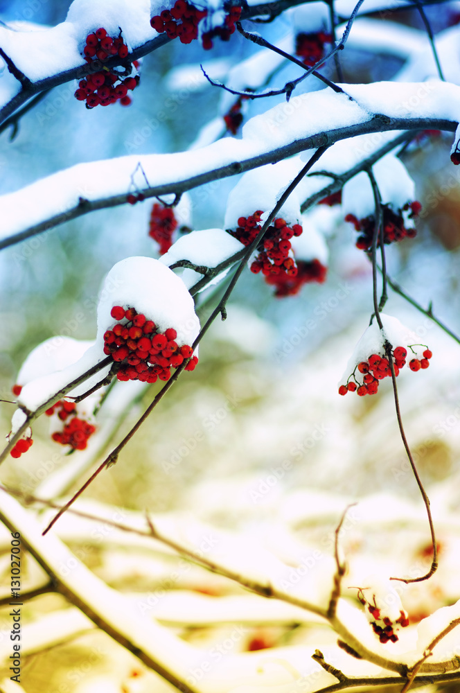  rowan covered with the snow