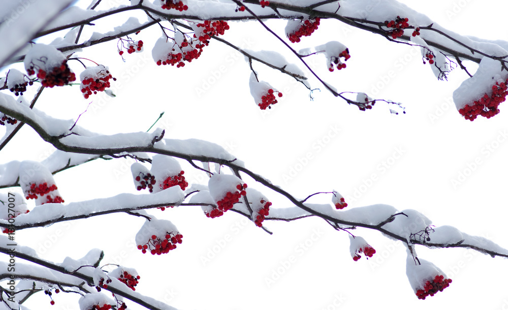  rowan covered with the snow