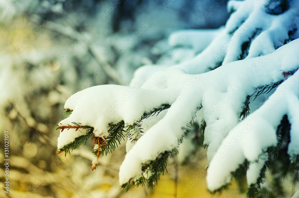 Spruce branches covered with snow