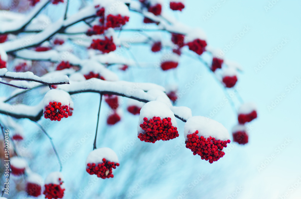  rowan covered with the snow