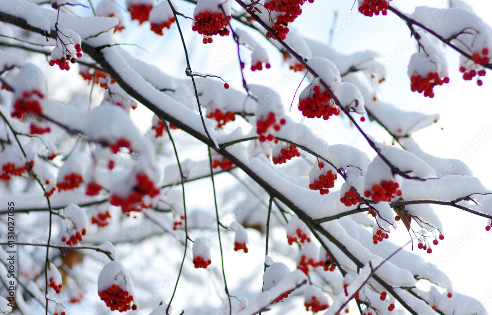  rowan covered with the snow