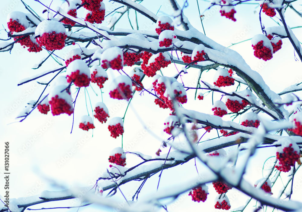  rowan covered with the snow