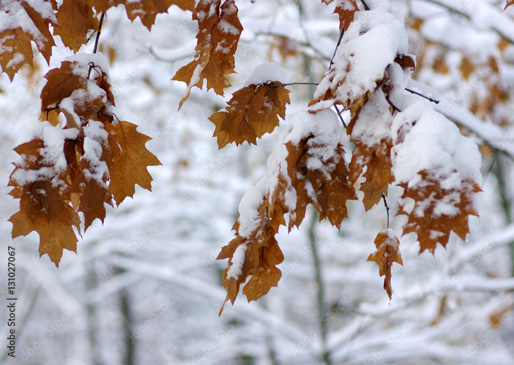 雪中黄叶