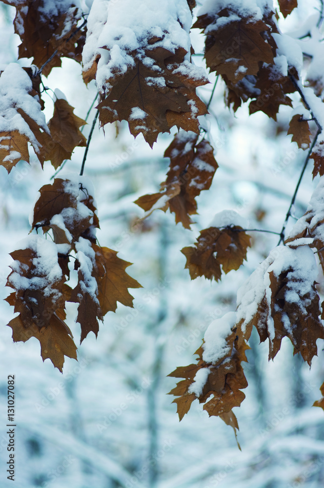 Yellow leaves in snow