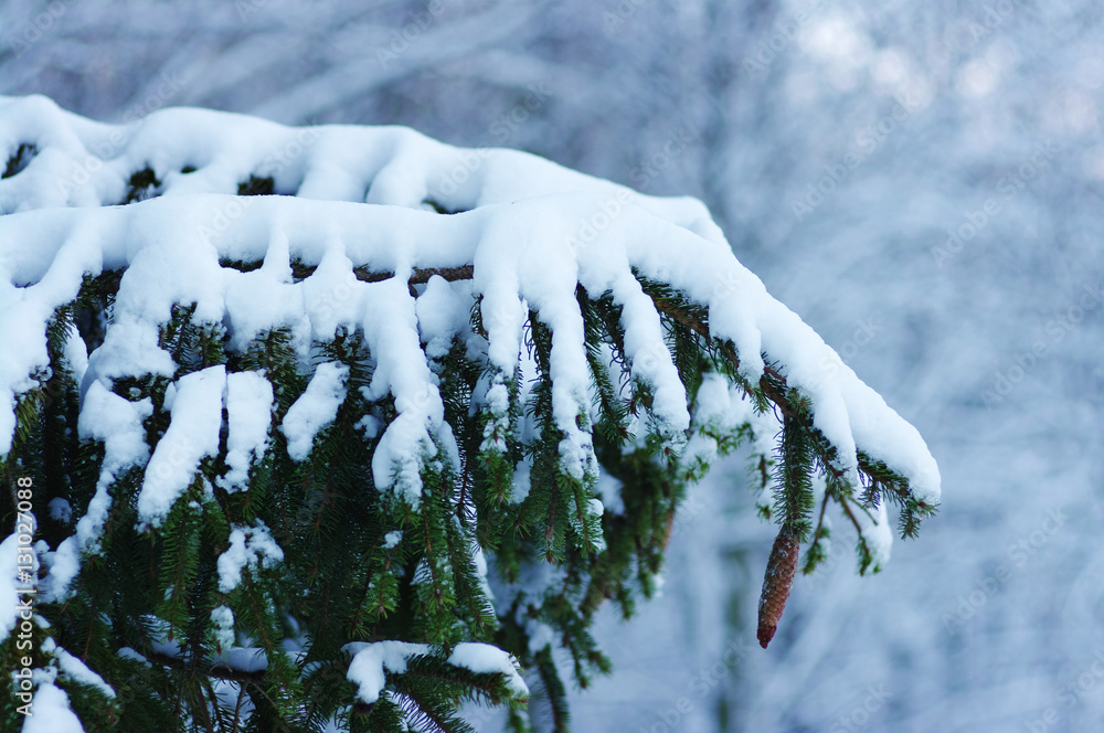 Spruce branches covered with snow