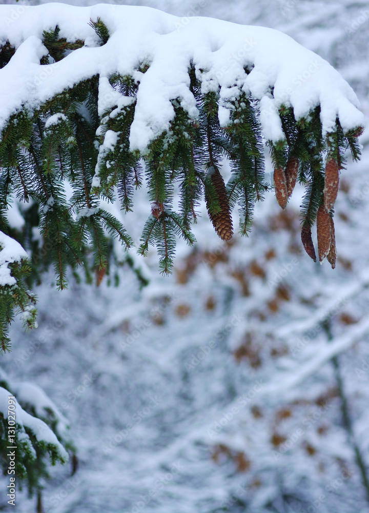 Spruce branches covered with snow