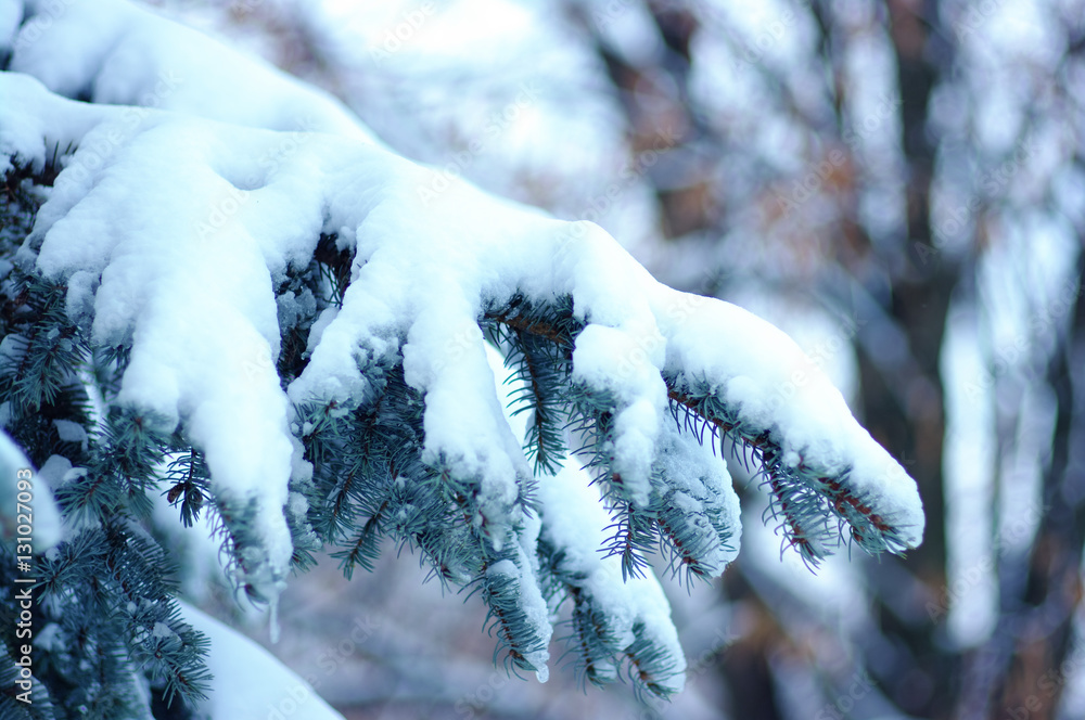 Spruce branches covered with snow